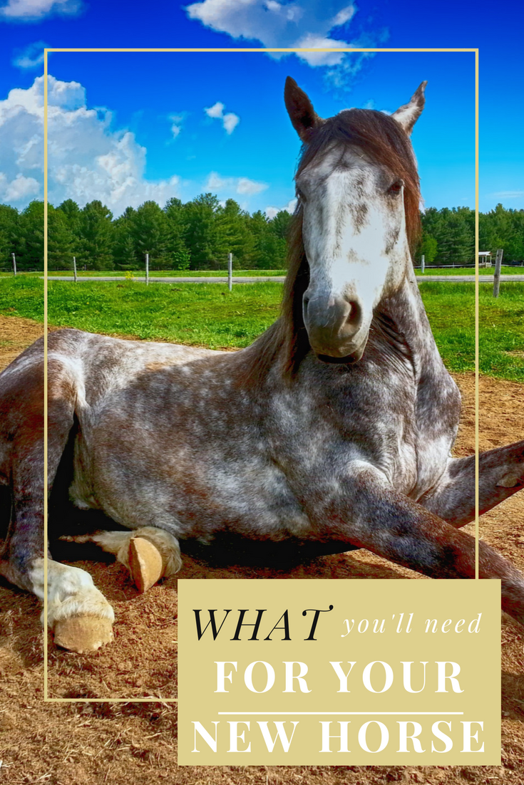 What items will your new horse need? (If you already have owned or do own other horses)