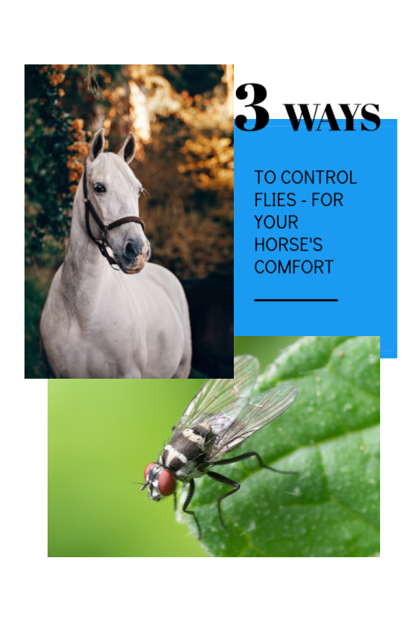 The Best Fly Control For Horses. Use these 3 simple steps to make you and your horse more comfortable. 