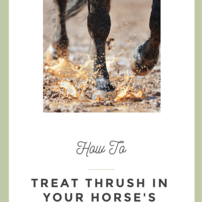 The Top 10 Methods That Treat Thrush in Horse’s Hoof