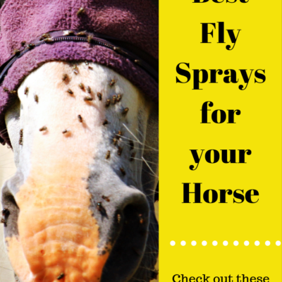 The Best Fly Spray For Horses – Keep the Flies Off Your Horse!