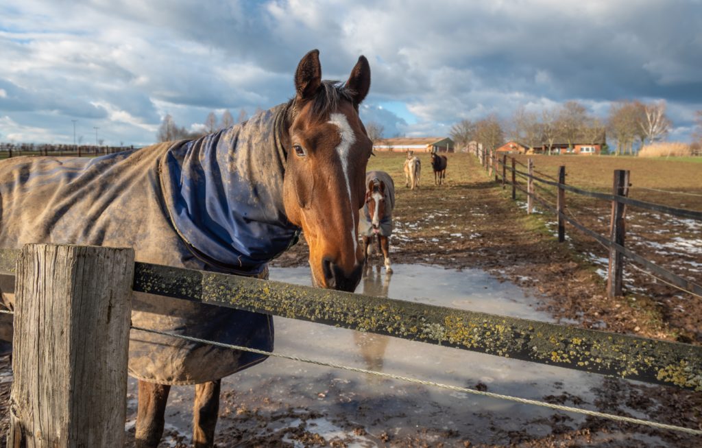 Muddy Horse in Blanket at the Gare