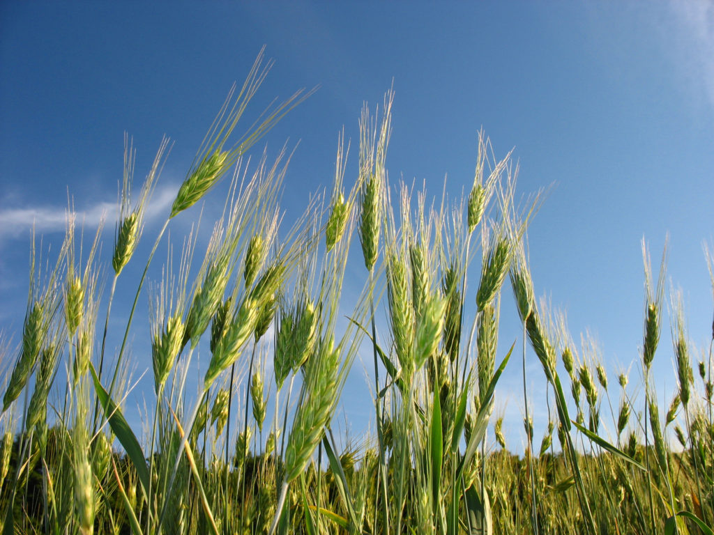 Rye Grass as hay for horses