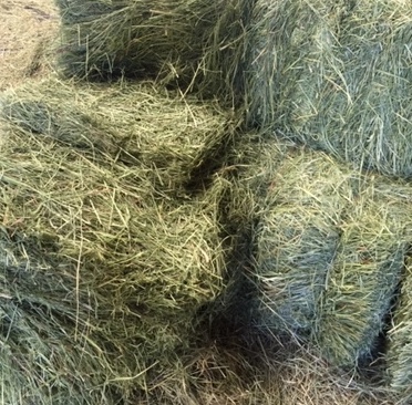 Orchard hay for horses