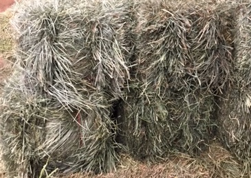 Brome Hay for horses