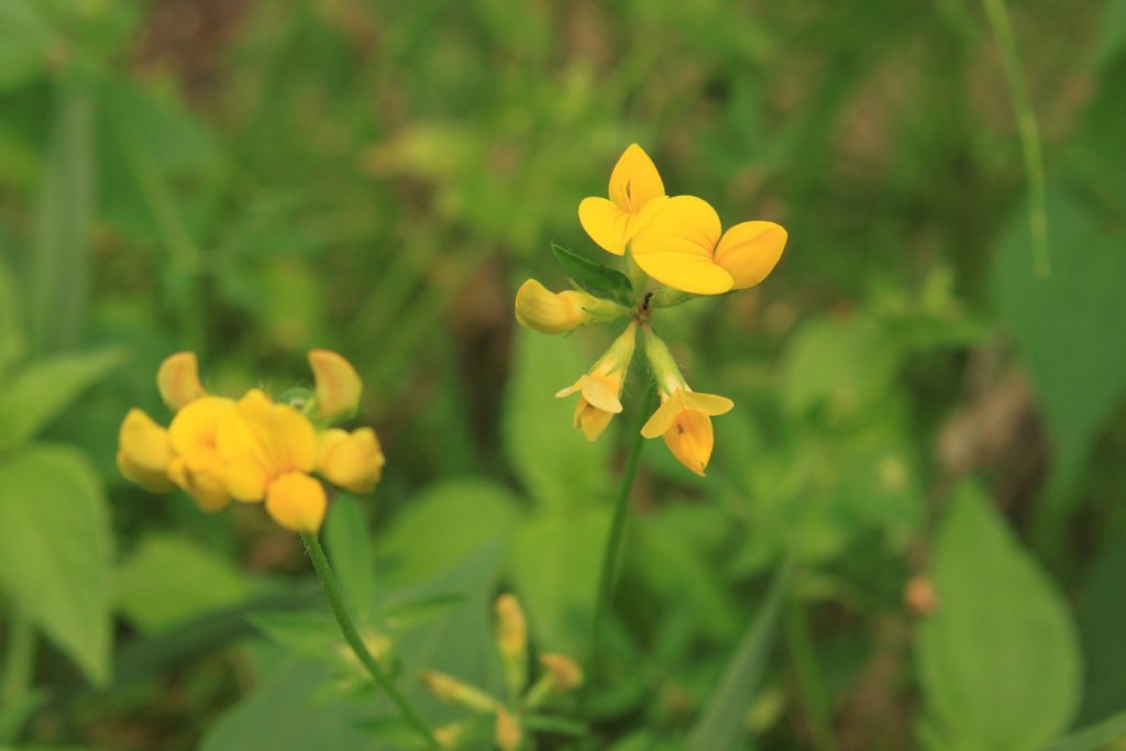 Birdsfoot Trefoil flower