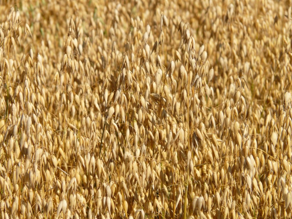 Oat grass can make good hay for horses