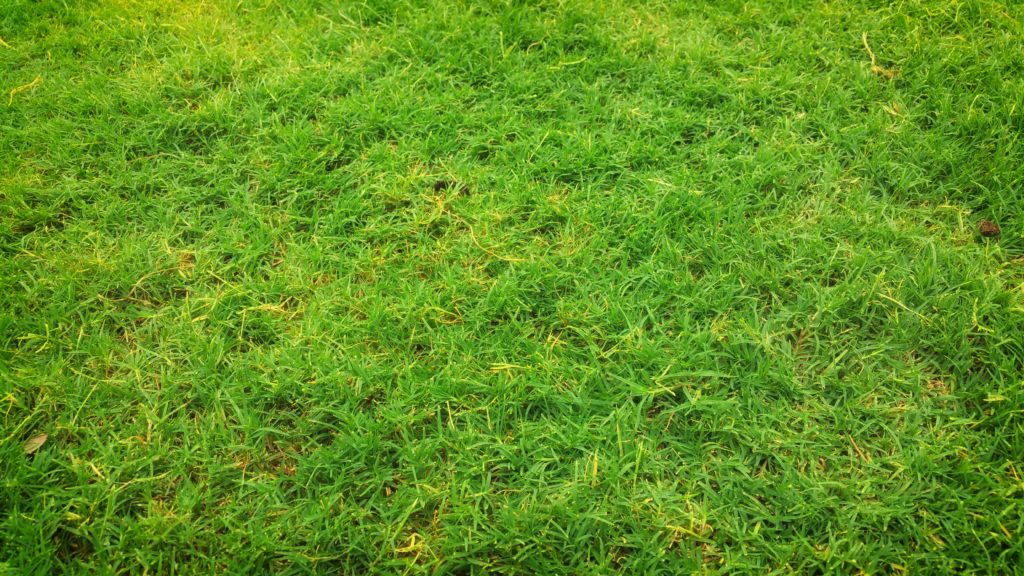 Bermuda grass, or coastal hay is a common forage for horses