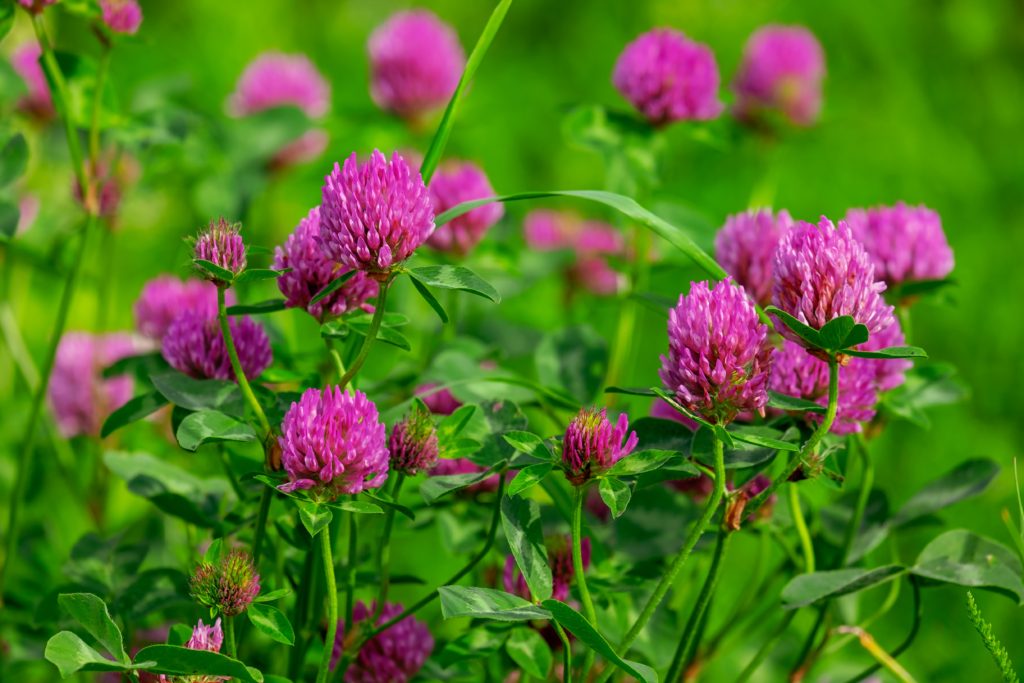 Red clover, can be used as hay for horses