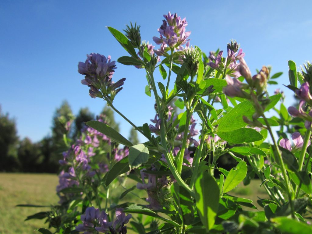 Alfalfa can be cut and used as hay for horses. 