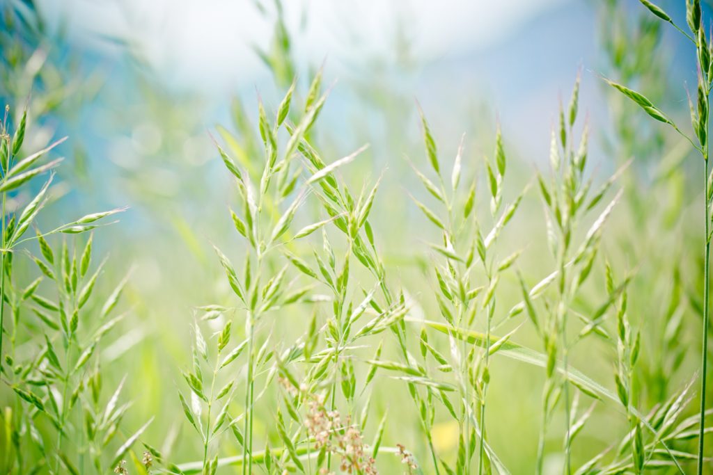 Fescue hay for horses