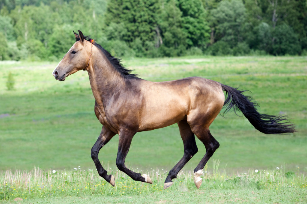 Akhal-Teke buckskin 