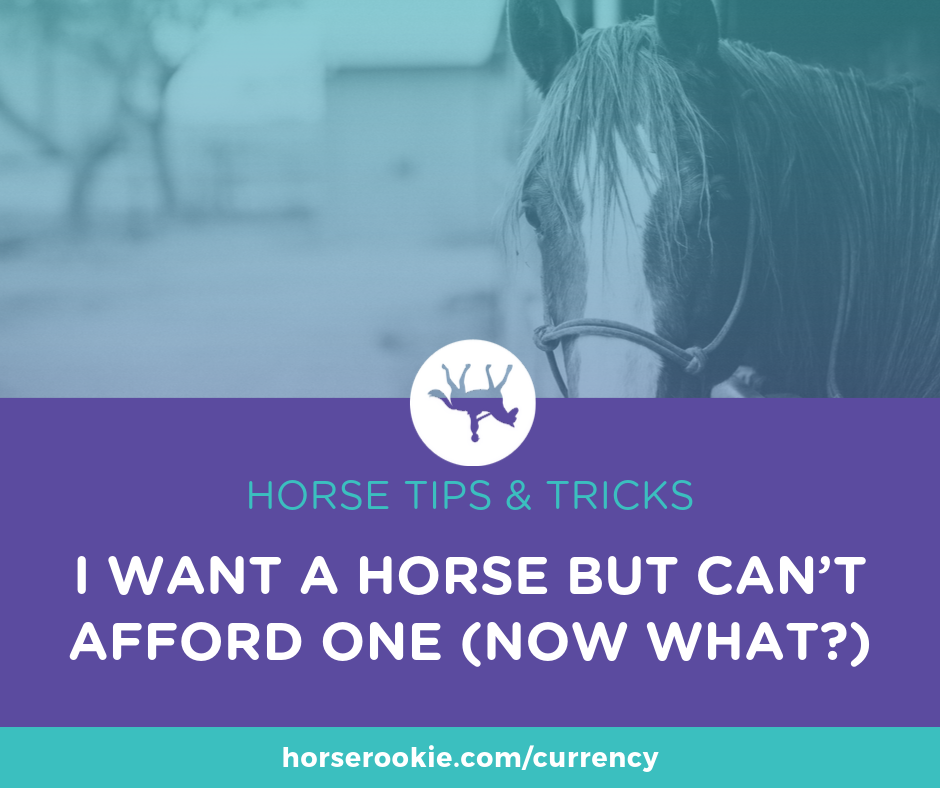 Horse Rookie Guest Post I want a horse but can't afford one
