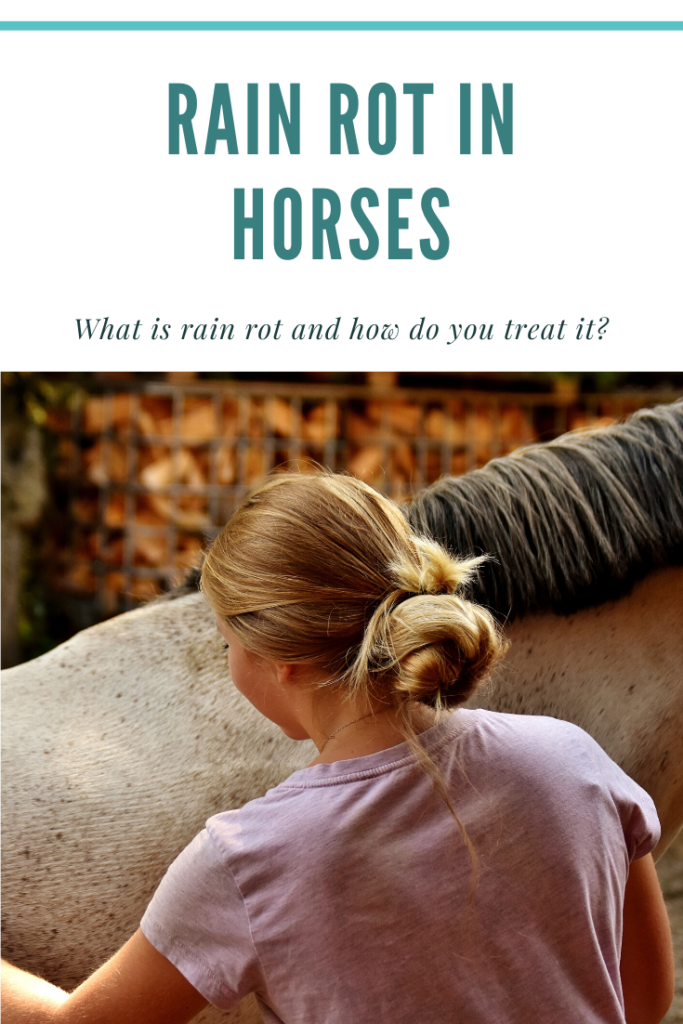 what-is-rain-rot-in-horses-and-what-is-the-best-treatment-for-rain-rot