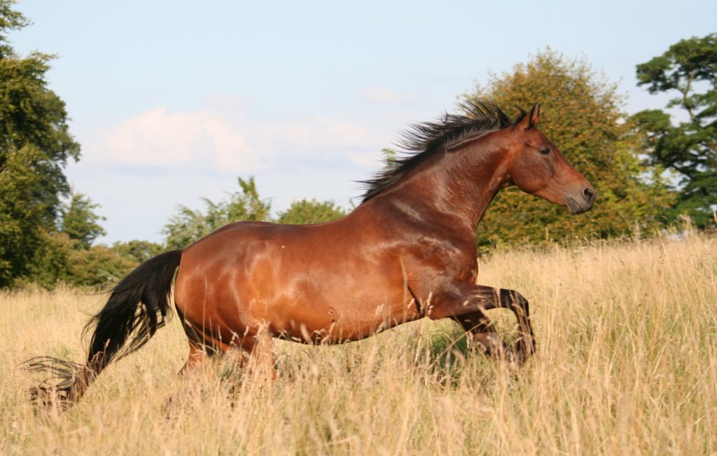 Mustang horse galloping