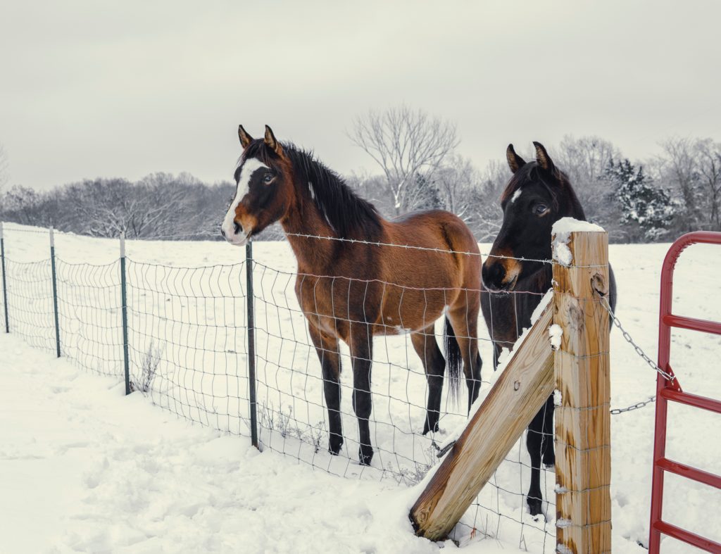 Horses waiting at the fence in the snow