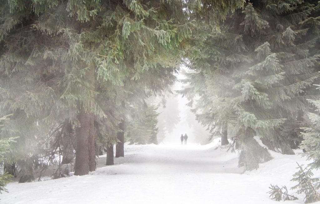 Winter Road with Trees 