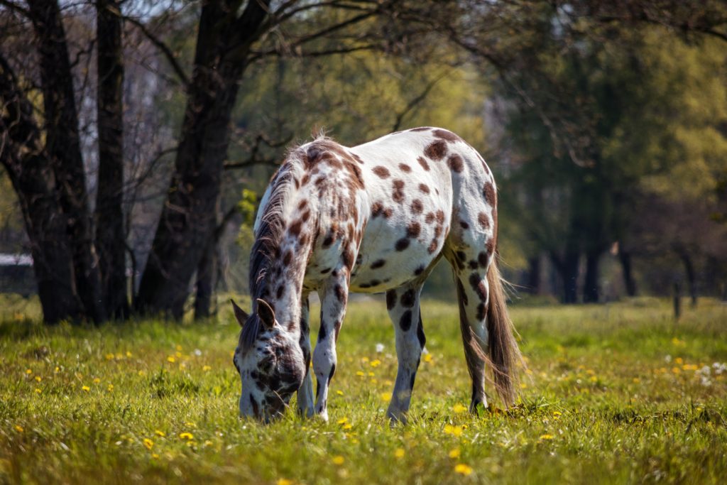 Appaloosa horse in a field