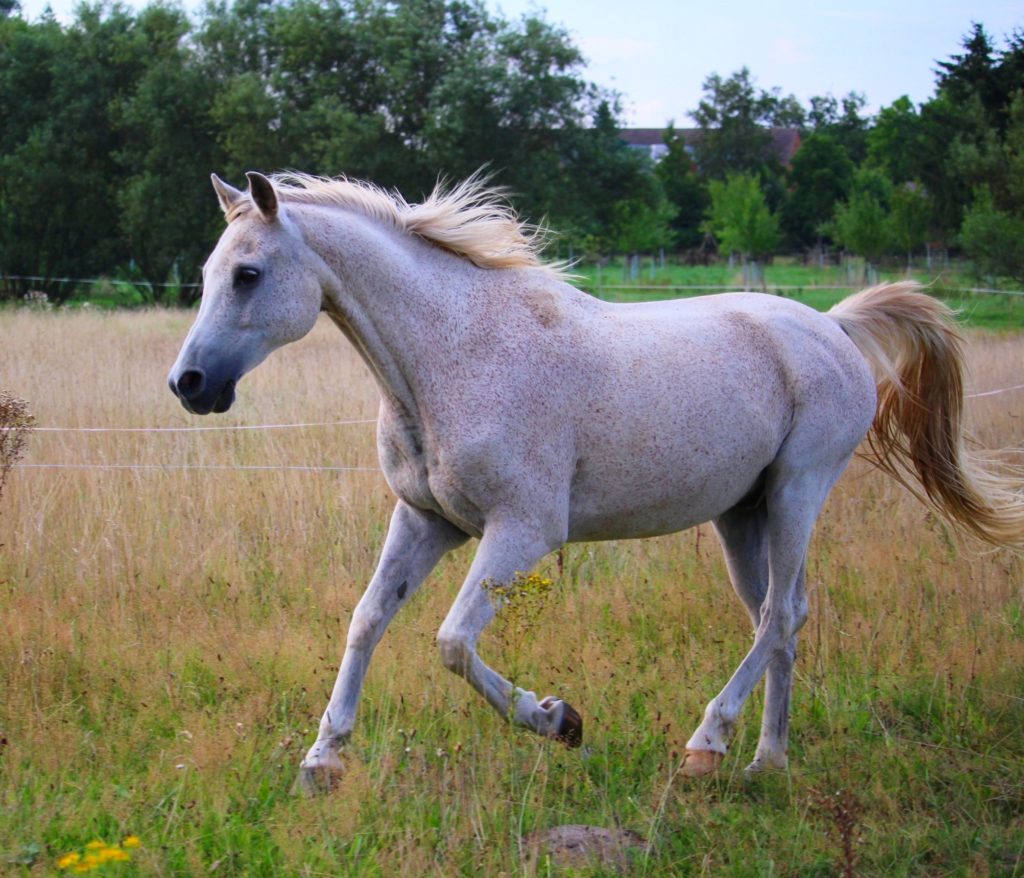 Gray Arabian horse cantering
