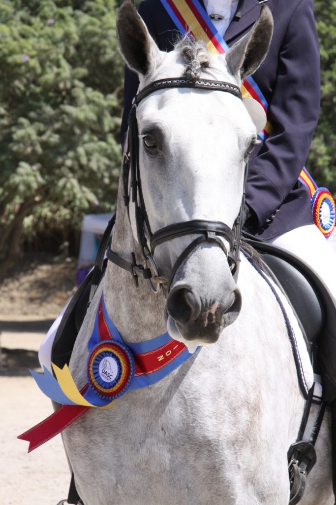 Horse winning at a horse show. Horse with ribbon