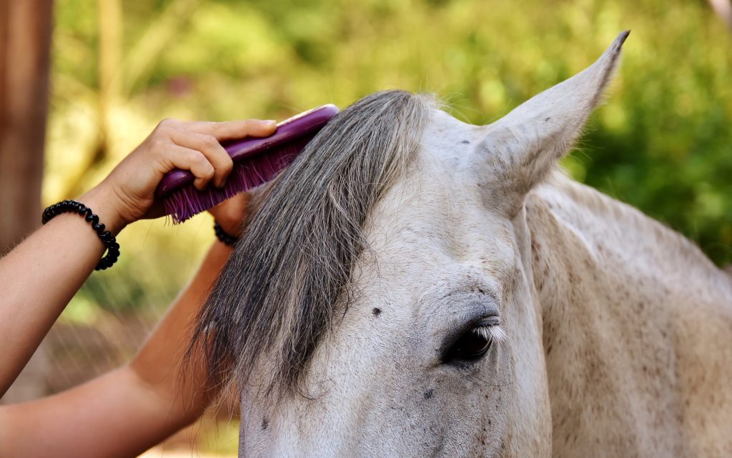 Brush horse mane and tail
